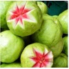 Guava Tree 1 Cup Ruby Red Guava Tree 12-15 "