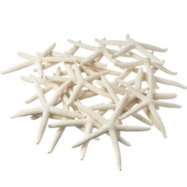 Starfish | (20) White Finger StarFish 4"-5" | Nautical Crush Trading TM