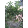 Japanese Plum Tree 2 Rooted Plants 4-8Japanese Plum Tree Organic