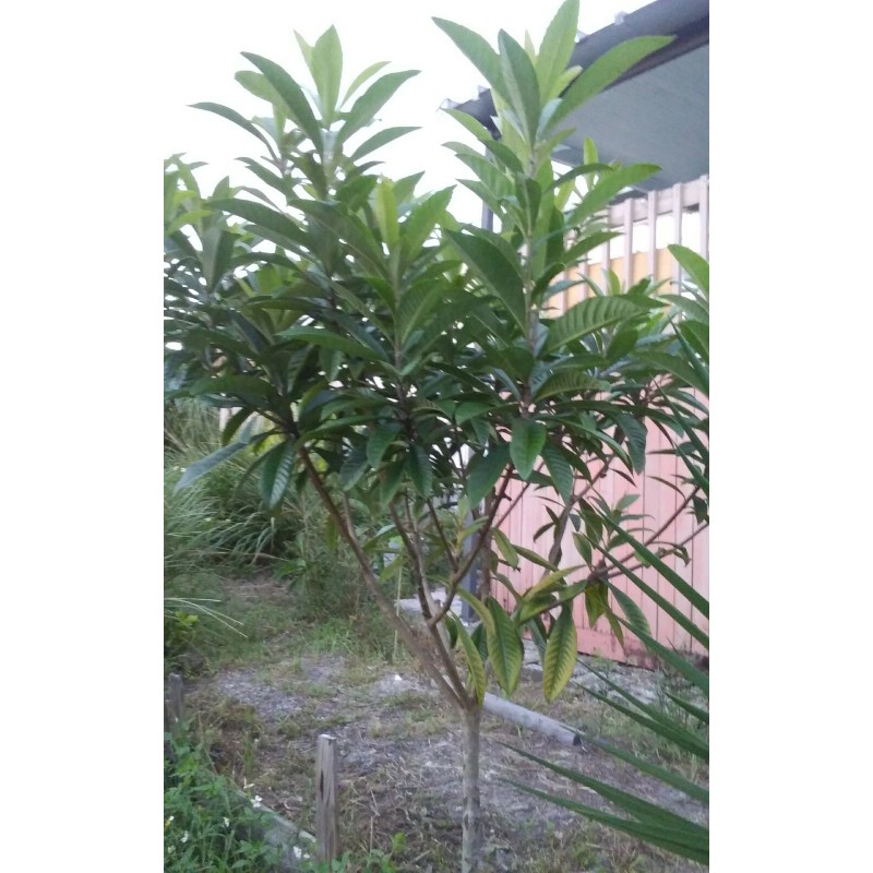 Japanese Plum Tree 2 Rooted Plants 4-8Japanese Plum Tree Organic