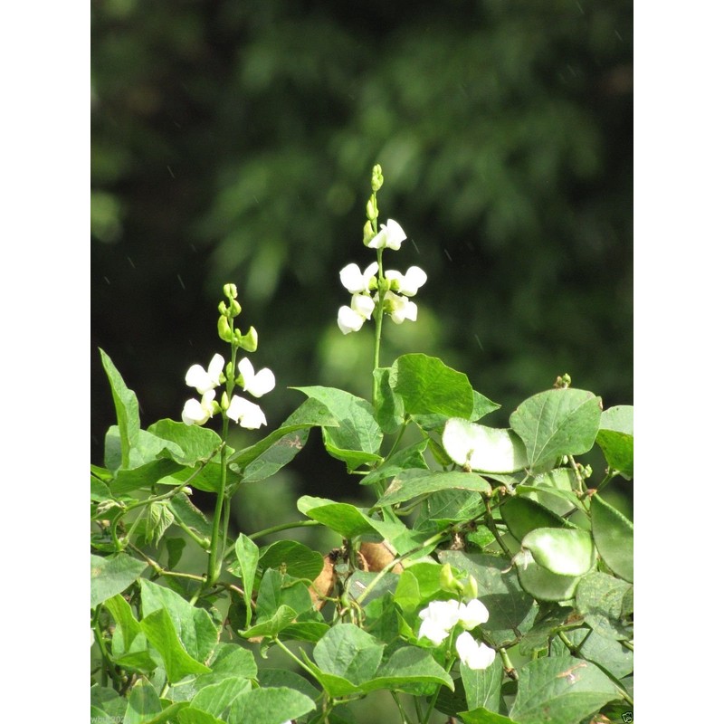 Hyacinth Bean Vine ~100 Seeds White,great for Trellis, -Beautiful