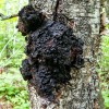 Out Grow Chaga Mushroom (Inonotus obliquus) Liquid Culture