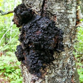 Out Grow Chaga Mushroom (Inonotus obliquus) Liquid Culture