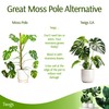 Twigs GA - Stackable Monstera Plant Support Stakes, Climbing Plants