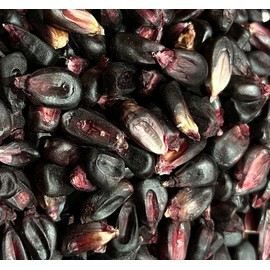Conico Purple Morado Corn Masa Puebla Tamale Maize 20 Seeds for Planting Packet
