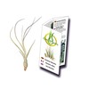Tillandsia, Tillandsia butzii