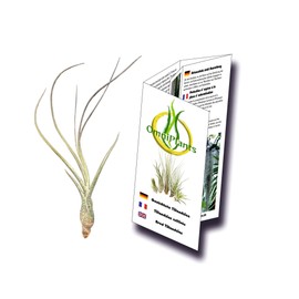 Tillandsia, Tillandsia butzii
