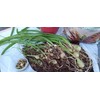 Unbranded Pic 1-Albuca Bracteate Pregnant Onion Plant 1/2" Bulb😱OMG😱TMI @@PICS-17-21😱