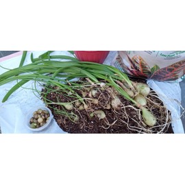 Unbranded Pic 1-Albuca Bracteate Pregnant Onion Plant 1/2" Bulb😱OMG😱TMI @@PICS-17-21😱