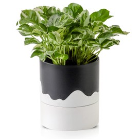 Nihow Self Watering Plant Pot: 6 Inch Ceramic Planter with Drainage Hole & Water Storage Plus for Indoor & Outdoor Plants - Cylinder Round Flower Pot for Succulent/Herbs/Violets - Black & Wave White