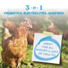 Manna Pro Hydro-Hen Poultry Electrolyte & Probiotic Supplement, Hydration Support