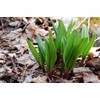 Wild Ramp Seeds Wild Leek Seeds Allium tricoccum (200)