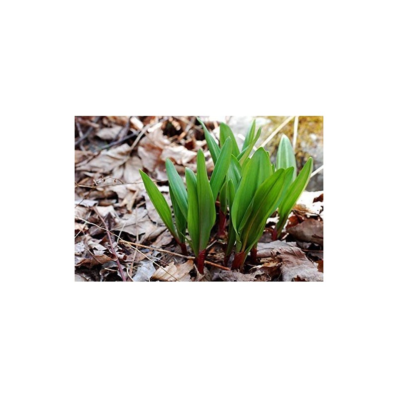 Wild Ramp Seeds Wild Leek Seeds Allium tricoccum (200)