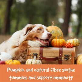 Pupplement Tummy Powder Dog Digestive Supplement – Pumpkin + Prebiotics, Probiotics and Postbiotics – 100g – Supports Sensitive Stomachs, Firmer Stools, Reduced Gas and Better Gut Health