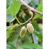 Seedeo® White Mulberry Tree (Morus Alba) Approx. 50 cm -