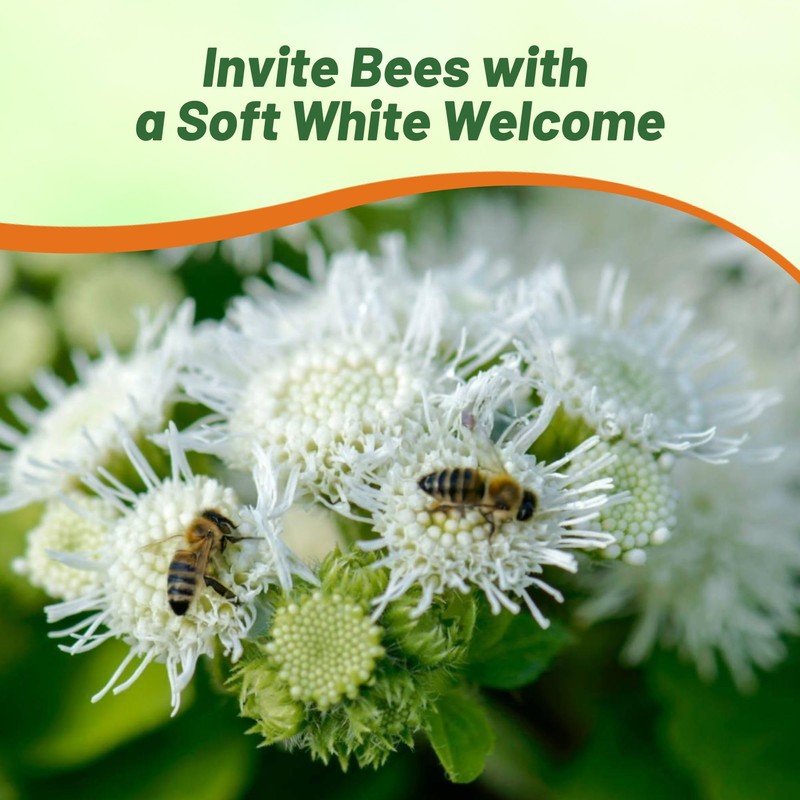 Outsidepride White Ageratum Seeds - 5000 Pcs Annual Flower Seeds