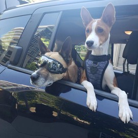 Nacoco Pet Anti-UV Glasses Dog Sunglasses Waterproof Dog Glasses Golden Retriever Samoyed Sunglasses Goggles Big Dog Sunglasses (ski)