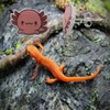 Lywjyb Birdgot Cartoon Axolotl Earring Stud Axolotl Gift Axolotl Charm