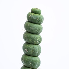 Eulychnia Castanea Spiralis - Unicorn Horn Live Rare Unique Cactus Plant (7'')