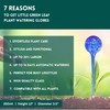 LGL Plant Watering Globes - Automatic Self Watering Globes. Decorative