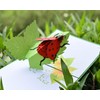 CUTPOPUP Ladybug Card Pop Up, 3d Birthday Card Pop Up