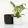 Scheurich Solido Linea, Set of 2 Ceramic Flower Pots, Colour: