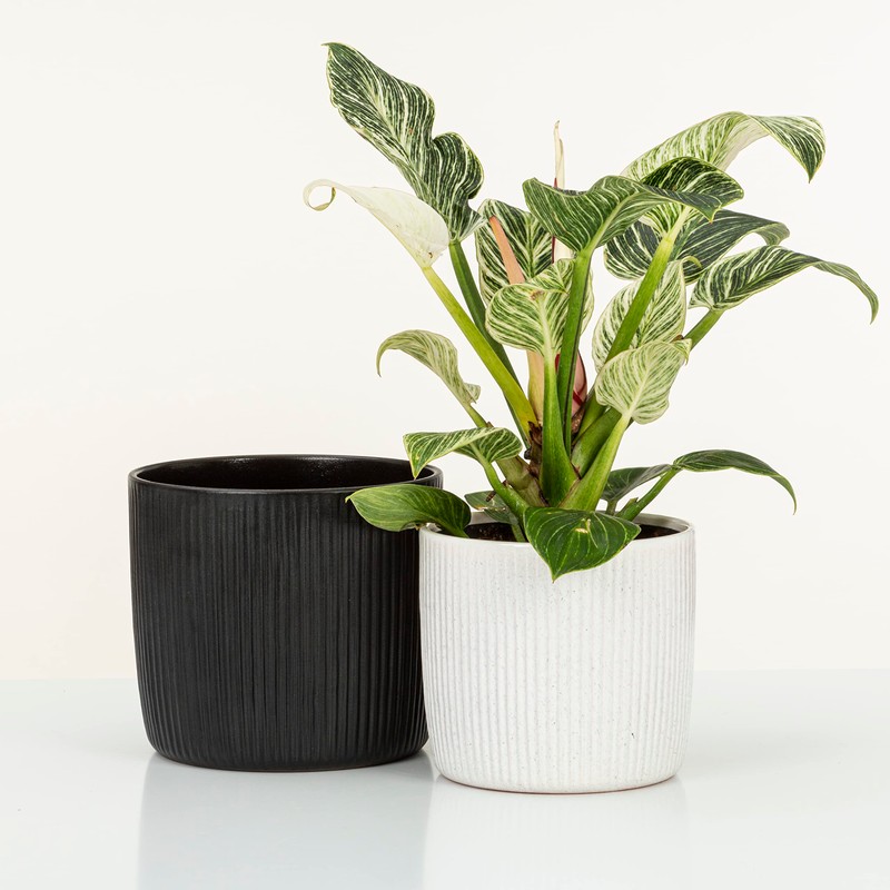 Scheurich Solido Linea, Set of 2 Ceramic Flower Pots, Colour: