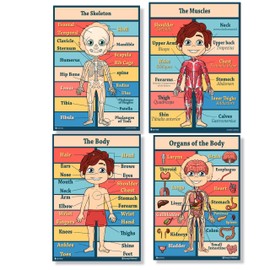 Anatomy kids poster 4 pack LAMINATED Charts for classrooms early learning (15x19)