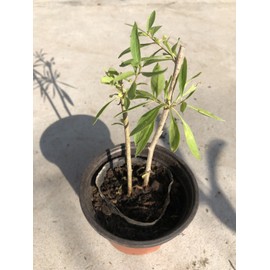 Tree Goji Berry Plant 2pcs Cuttings With Pot Live Plant Ready To Plant