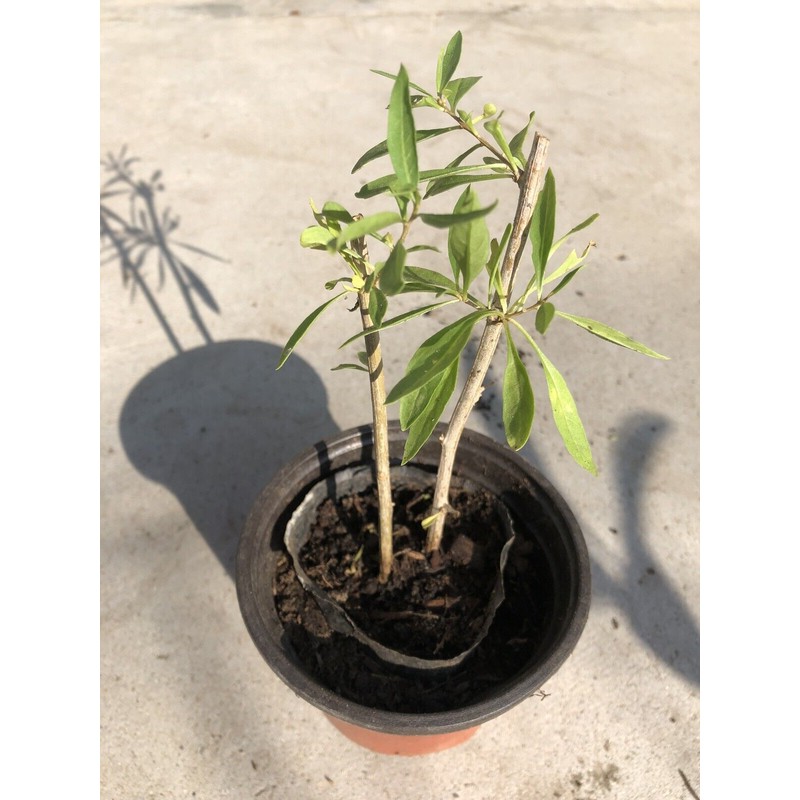 Tree Goji Berry Plant 2pcs Cuttings With Pot Live Plant