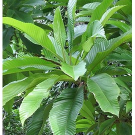 Dillenia Indica- 10 Seeds -Elephant Apple Tree -Small Tropical Tree -Bonsa-i Container or Standard Gardening -White Flowers