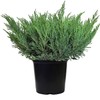 Compact Andorra Juniper, green leafed evergreen in 2 Gallon pot
