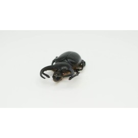 COLLECTIBLE WILDLIFE GIFTS Rhinoceros Beetle, Very Nice Rubber Reproduction    2 3/4"    CWG04 B13