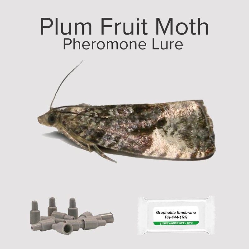 PlantPro Pack of 3 Moth Trap Attractant Pheromones Plum Fruit