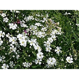 Elegant Baby's Breath Flower Seeds - Florist's Favorite - Gypsophila elegans - Annual, Enhances Any Bouquet or Flower Bed| Heirloom Seeds by Liliana's Garden |