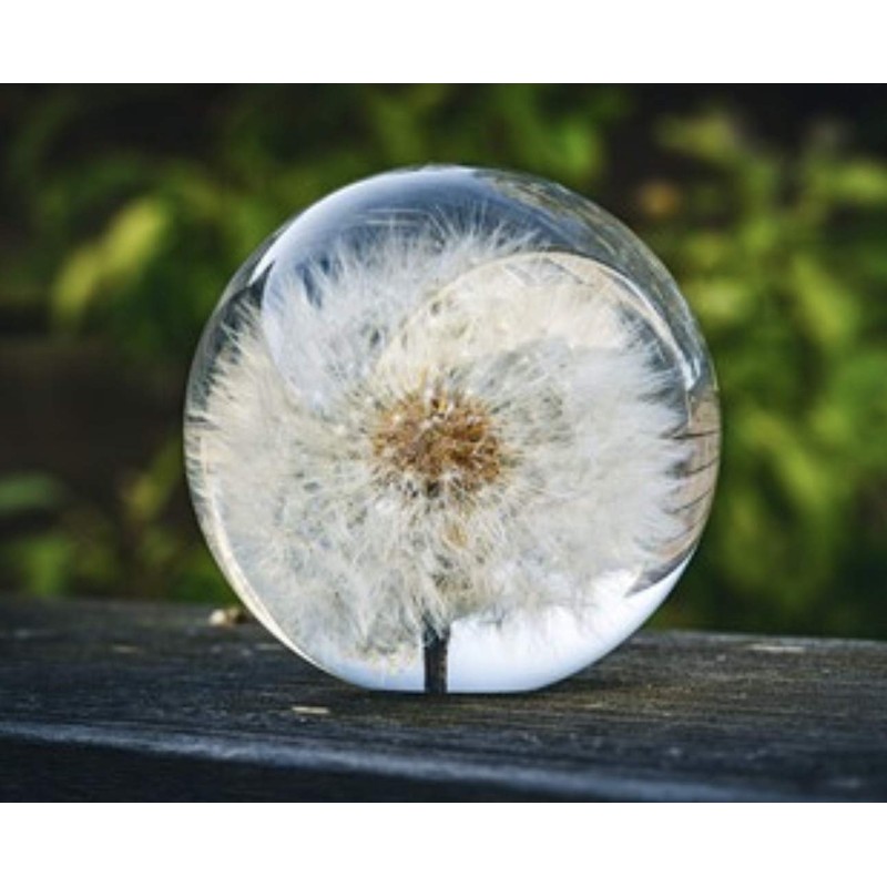 Dynasty Gallery FloraCulture Paperweight Dandelion