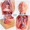 Merinden Human Body Model for Anatomy Study, 15 Part 11''