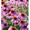 Back To Nature Seed Company Purple Coneflowers - Seeds -