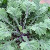 500 Red Russian Kale Seeds for Planting Heirloom Non GMO