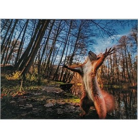 Puzzle 1000 Pieces Squirrel Squirrel 69 x 51 cm Forest Nature Brain Training