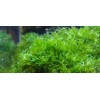 Moss/Plant Christmas Moss,Subwasser - Susswassertang 2oz
