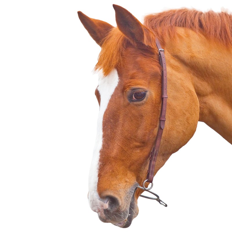 Shires Blenheim Chifney Headstrap-Havana Full