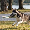 Dog Muzzle Leather, Comfortable and Safe Anti-Barking Leather Dog Muzzle,