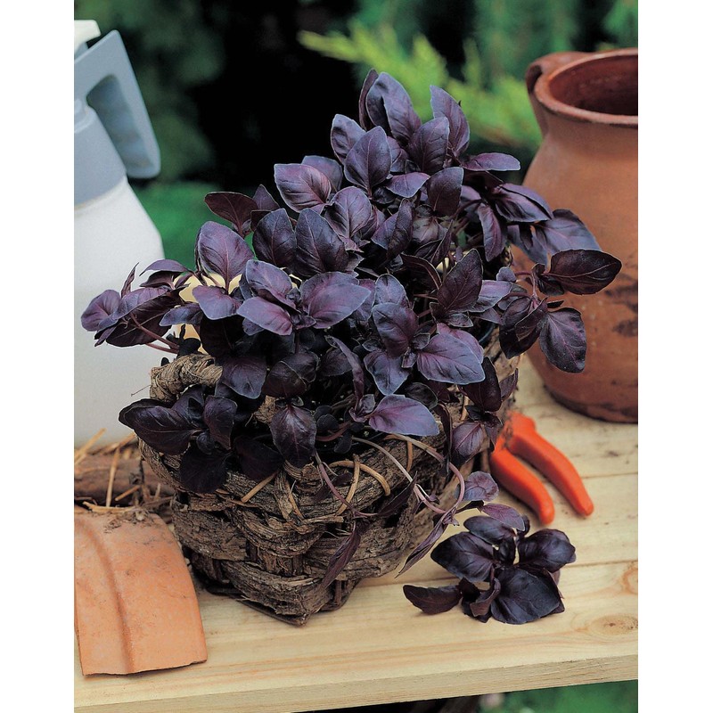 Johnsons BASIL COLLECTION