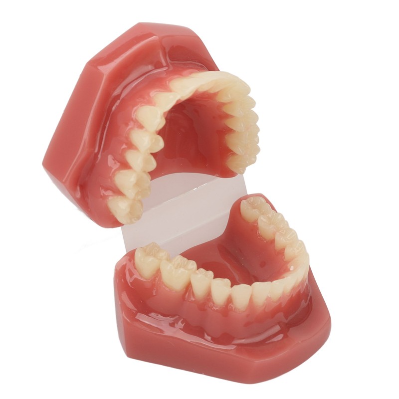 Tooth Model 28 Teeth Dental Orthodontic Model Teaching Study Supplies
