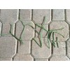 Pencil cactus plant | Milk Bush | Euphorbia tirucalli |