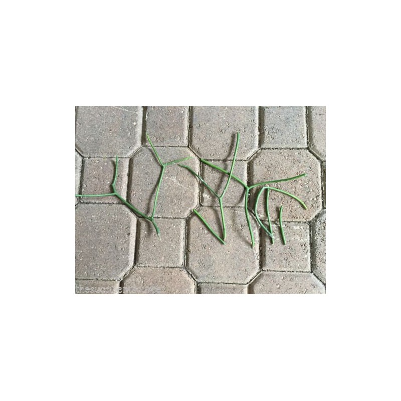 Pencil cactus plant | Milk Bush | Euphorbia tirucalli |