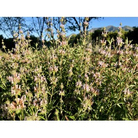 Black Sage (Salvia mellifera) Seeds (~100): Non-GMO, Heirloom, Open Pollinated Seeds from The United States