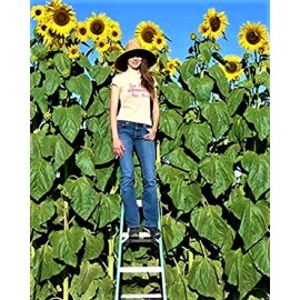 Seeds Skyscrapper Organic Sunflower Seeds 10 Seeds NON-GMO BUY 4 GET FREE SHIPPING