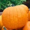 Pumpkin Garden Seeds - Howden Variety - 1 oz -
